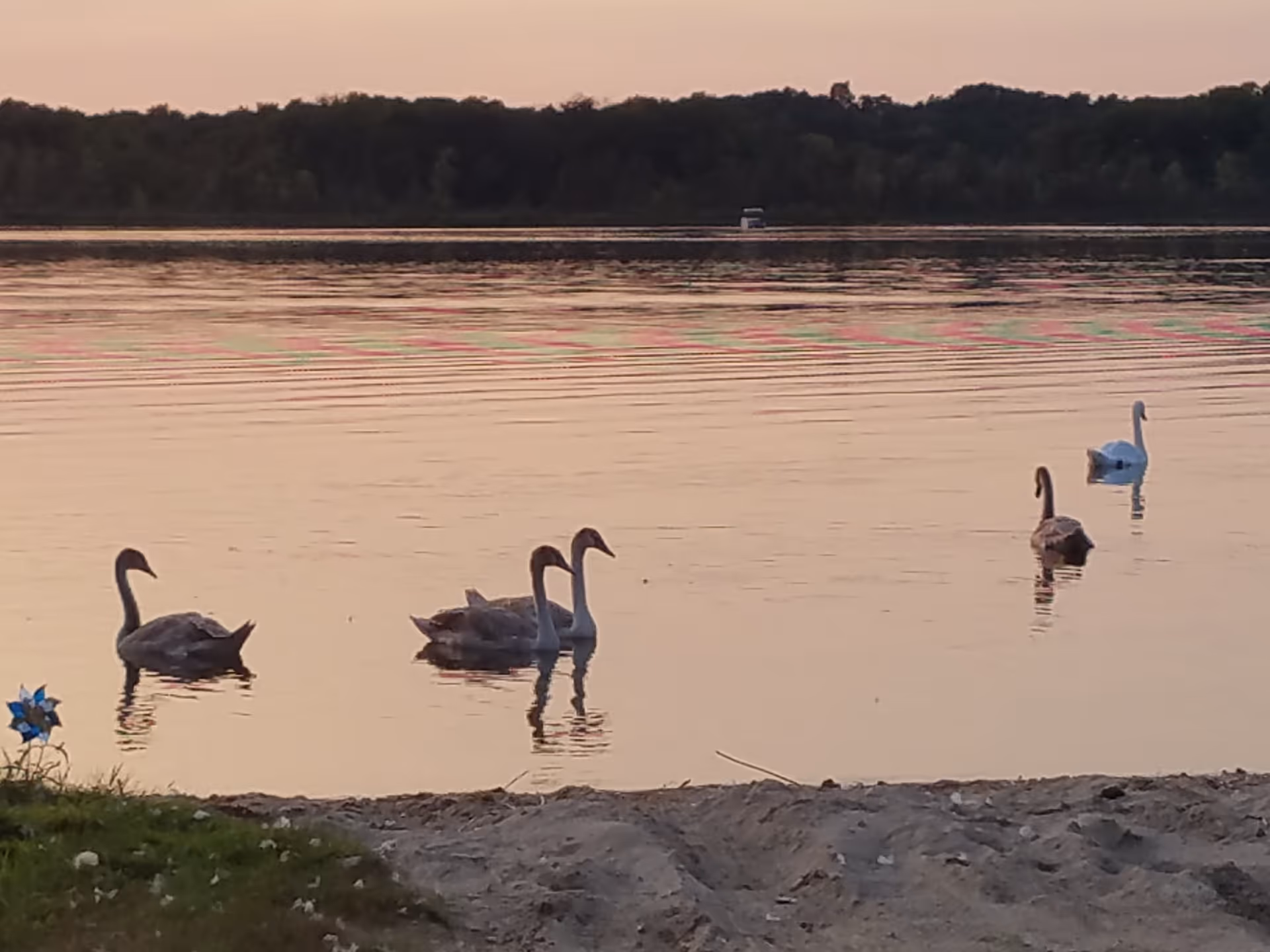 A serene lakeside scene at sunset with six swans swimming near the shore. The water reflects the soft pink and orange hues of the sky. In the foreground, there is a sandy beach area with some grass and a small blue pinwheel decoration.