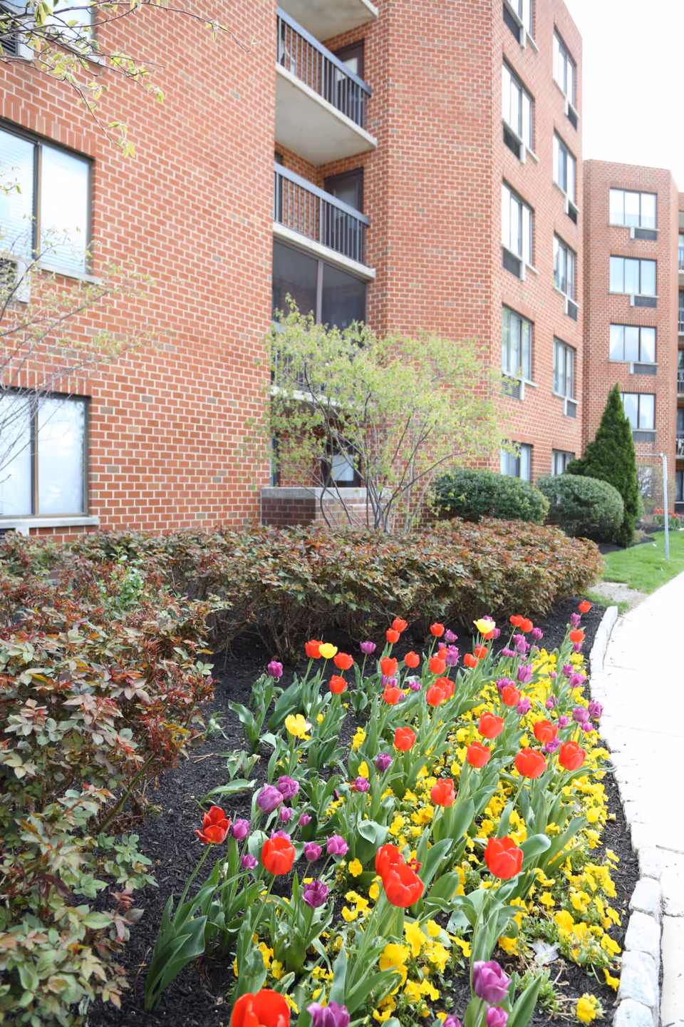 Colorful flower garden with red, yellow, and purple tulips in front of a brick building, surrounded by green shrubs and trees.