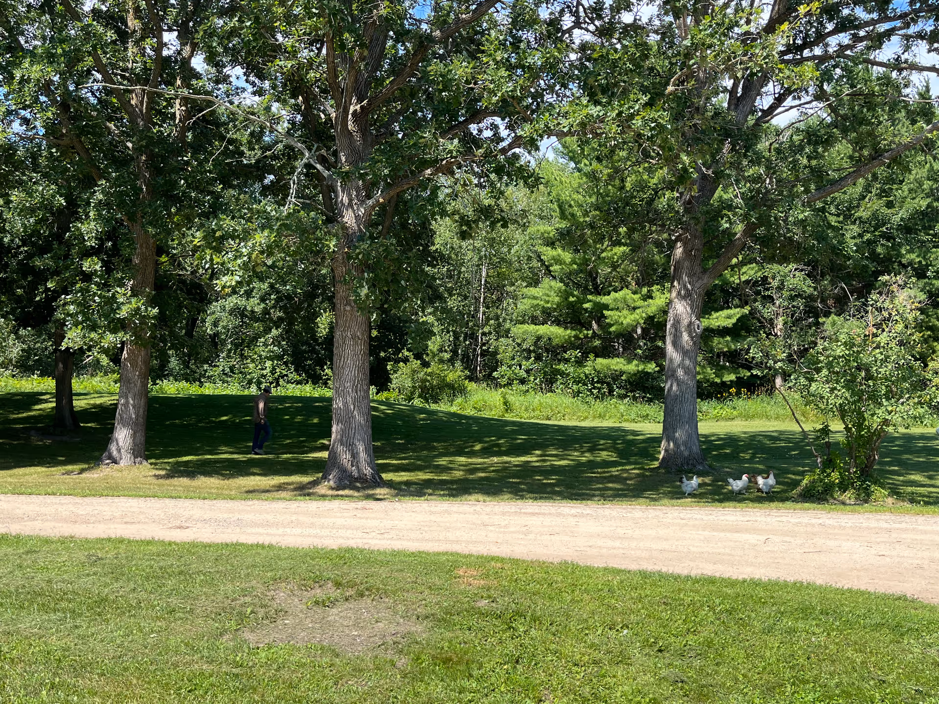 Green lawn with large trees and a dirt path, a person walking in the shade, and a small group of ducks near a bush.
