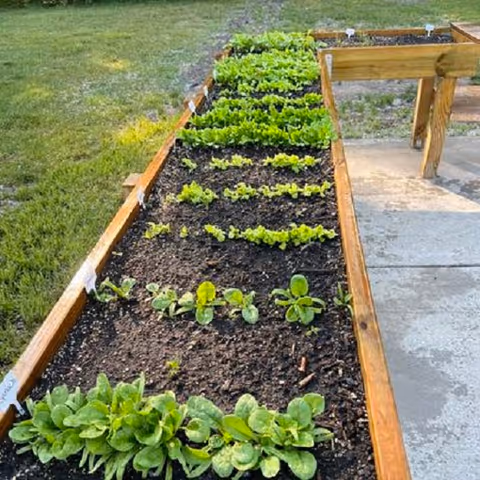 Raised wooden garden beds planted with rows of young leafy greens next to a concrete patio and grassy lawn.