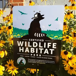A sign in a garden with yellow flowers that reads 'Certified Wildlife Habitat' with an illustration of a raccoon, birds, and butterflies. The sign mentions food, water, cover, and places to raise young, indicating the property supports wildlife habitat.