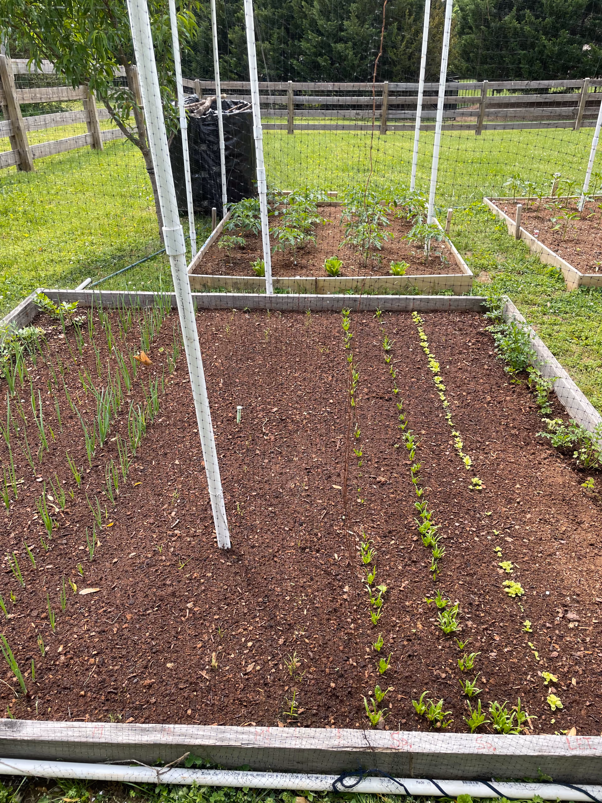 Raised garden beds with young vegetable seedlings and trellis posts in a fenced grassy yard.