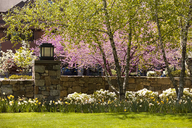 Sunlit landscaped outdoor area with a stone wall and lantern, birch trees, pink flowering trees, daffodils and a green lawn.