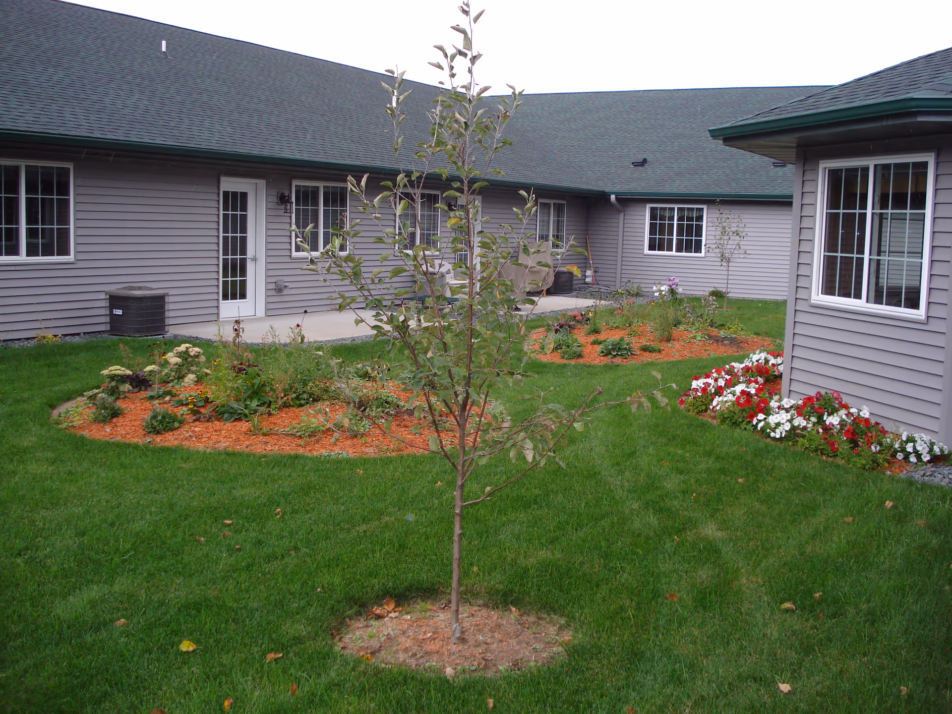A courtyard garden area with green grass, a young tree in the center, flower beds with mulch, and a building with gray siding and multiple windows surrounding the garden.
