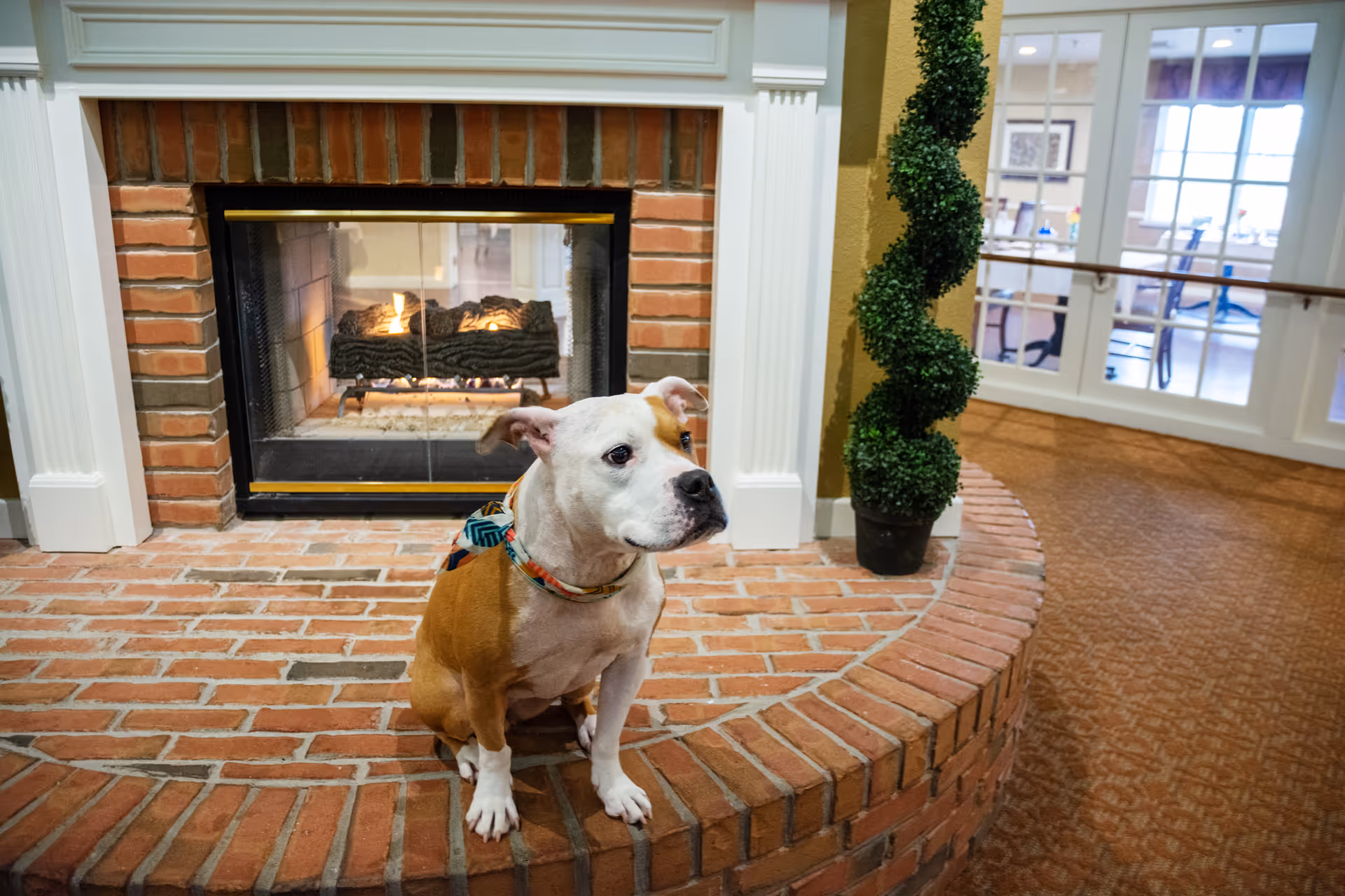 A brown-and-white dog sits on a raised brick hearth in front of a lit fireplace inside a communal living area.