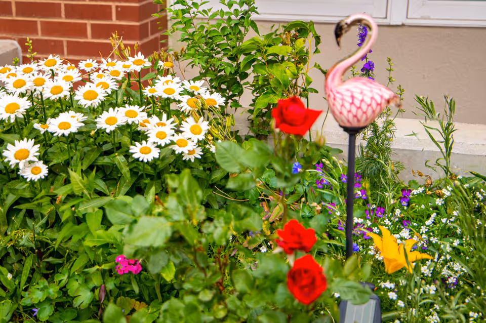 A colorful garden bed featuring white daisies with yellow centers, red roses, purple and yellow flowers, green foliage, and a decorative pink flamingo garden stake in front of a brick and beige wall.