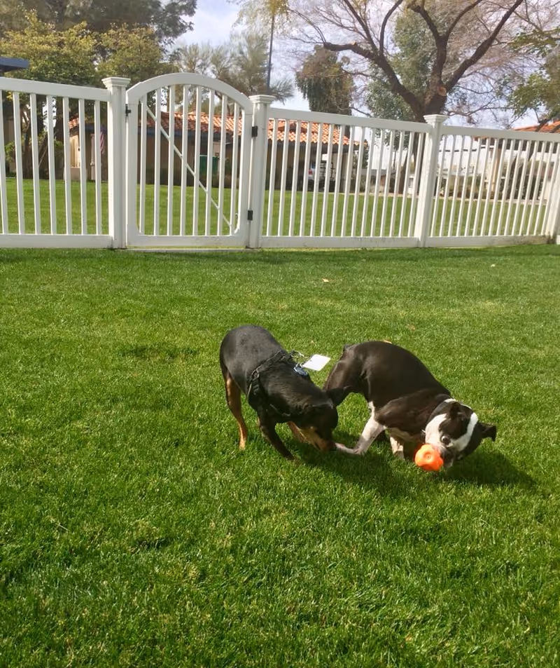 Two small dogs playing on a green grassy lawn in front of a white picket fence with trees and a building with a tiled roof in the background.