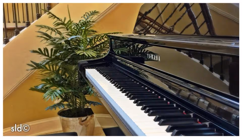 A glossy black grand piano keyboard beside a potted palm plant in an indoor lobby or stairwell.