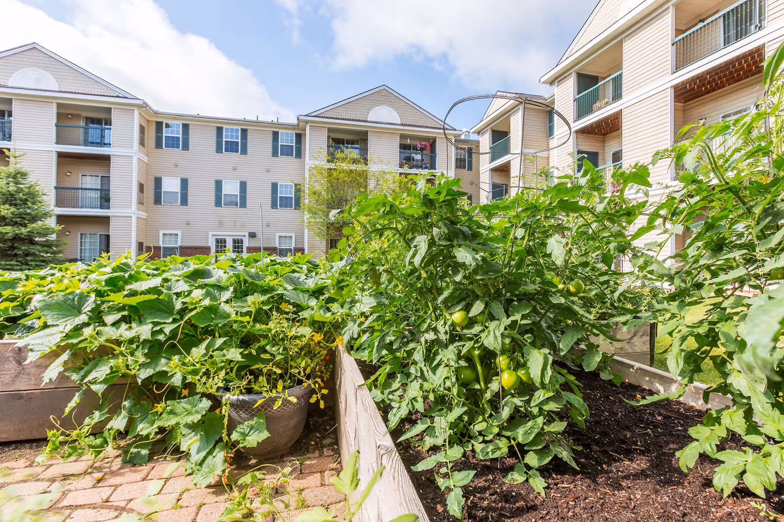Outdoor garden area with raised wooden garden beds filled with green plants and tomatoes growing. In the background, there is a multi-story residential building with balconies and windows under a partly cloudy sky.