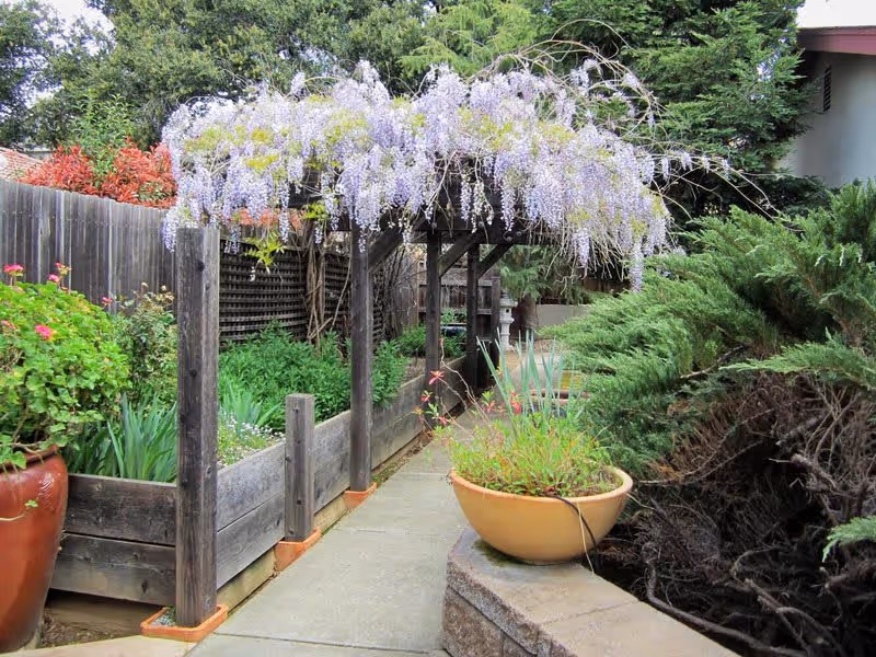 A garden pathway with a wooden pergola covered in blooming purple wisteria flowers. The path is bordered by raised wooden garden beds with green plants and flowers, and there are large potted plants along the walkway. Trees and shrubs surround the area, creating a lush outdoor space.