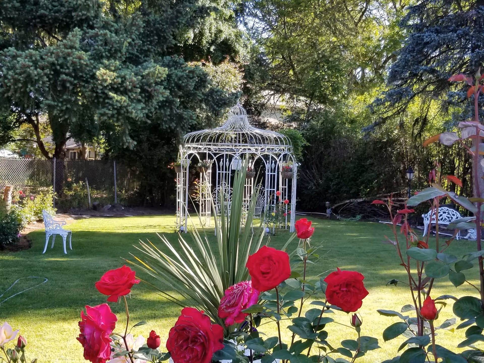 A lush garden area with vibrant red roses in the foreground, a white ornate metal gazebo in the center, surrounded by green grass and large trees providing shade. White benches are placed around the garden.
