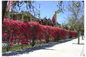 Sidewalk beside a fence covered in bright pink bougainvillea with a building and flags visible behind under a clear blue sky.