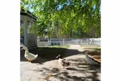 Three geese walking on a sunlit paved path beside a white picket fence and trees, with a gazebo visible at left.