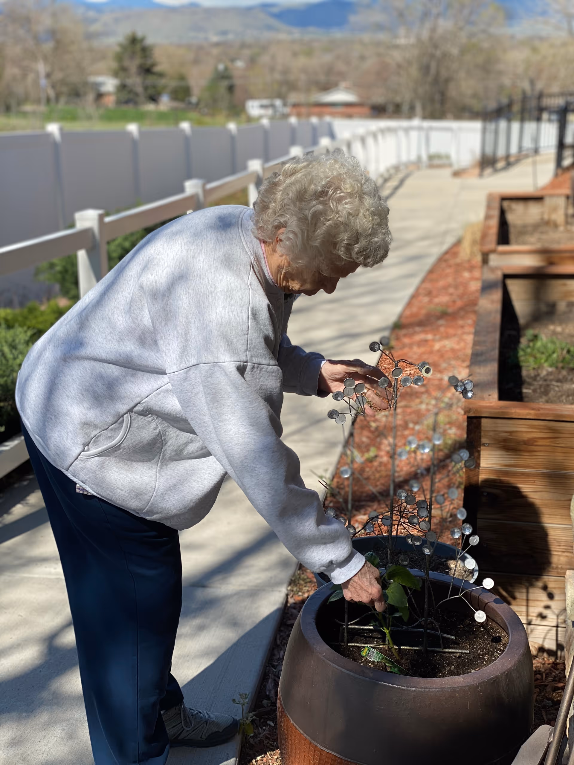 An older adult tending a potted plant on a sunny outdoor pathway beside raised garden beds and a white fence.