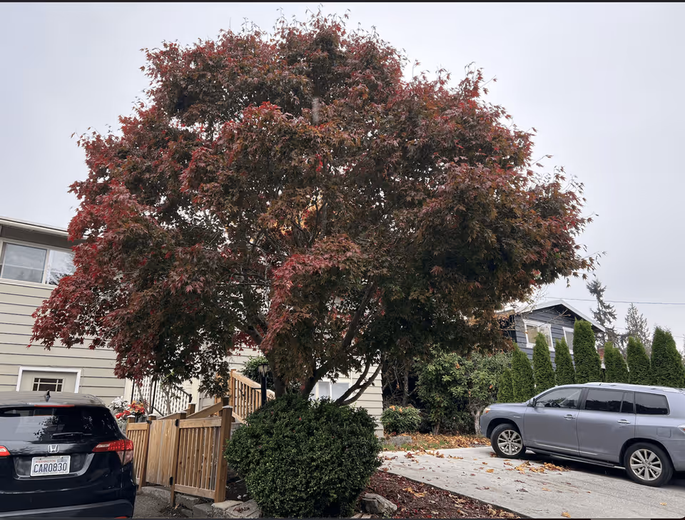 Outdoor view of a retirement home parking area with a large tree with red and green leaves in the center. Two cars are parked on either side of the tree, and a beige building with windows and a wooden fence is visible in the background under an overcast sky.