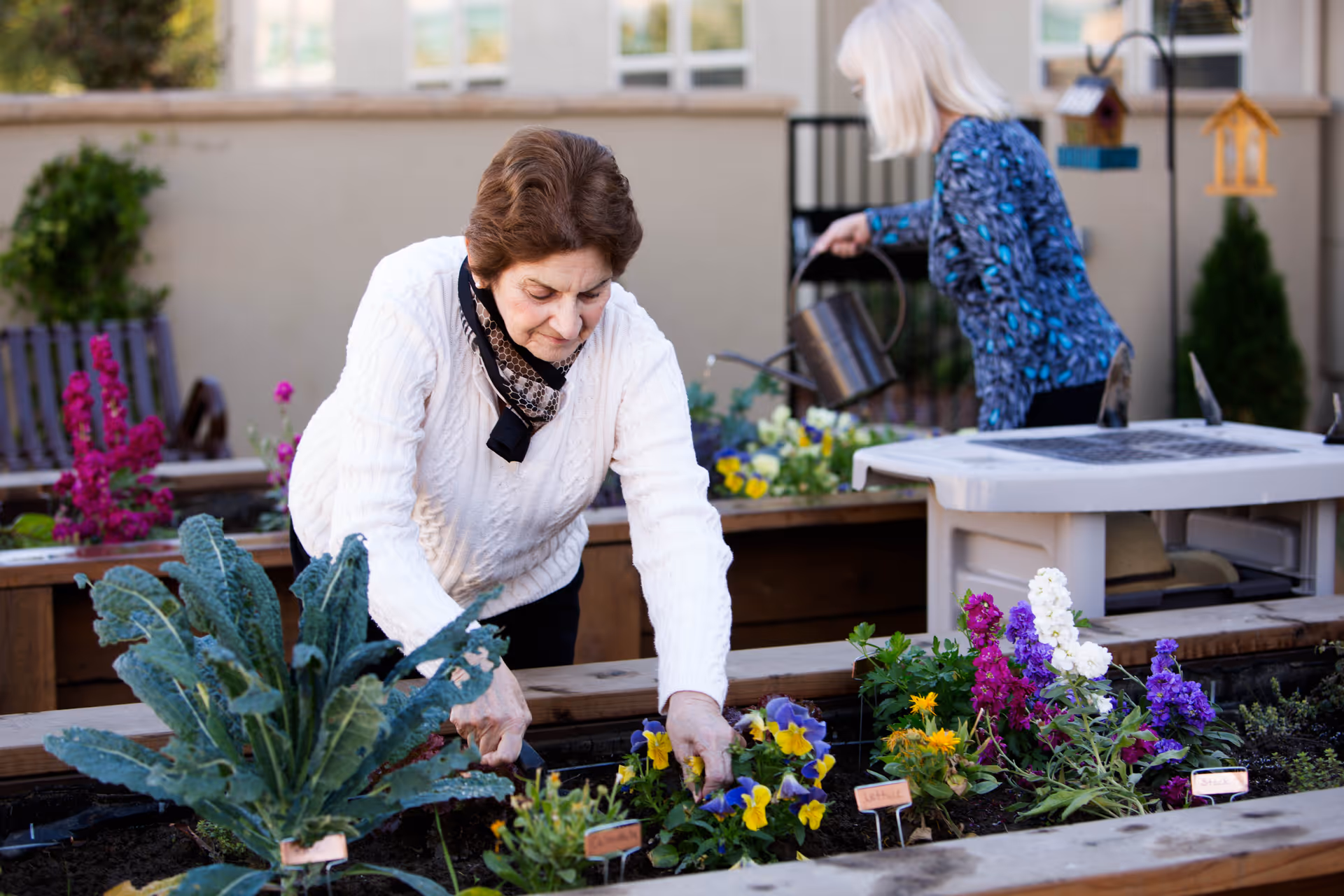 Two elderly women gardening in raised garden beds outdoors, one woman is planting flowers while the other waters plants with a watering can. The garden beds contain various colorful flowers and leafy greens.