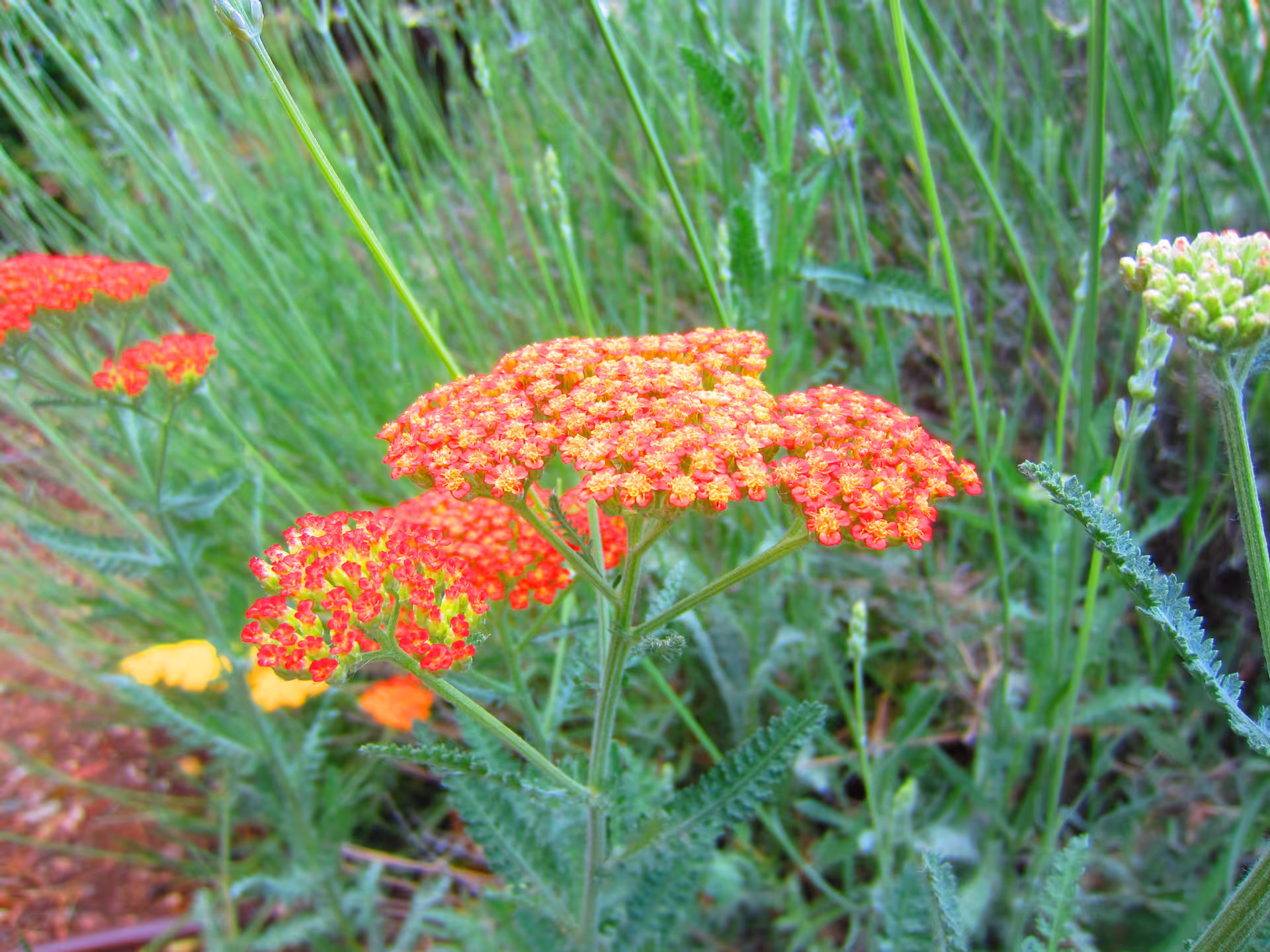 Close-up of vibrant orange and yellow flowers with green foliage in the background, set outdoors in a garden area.