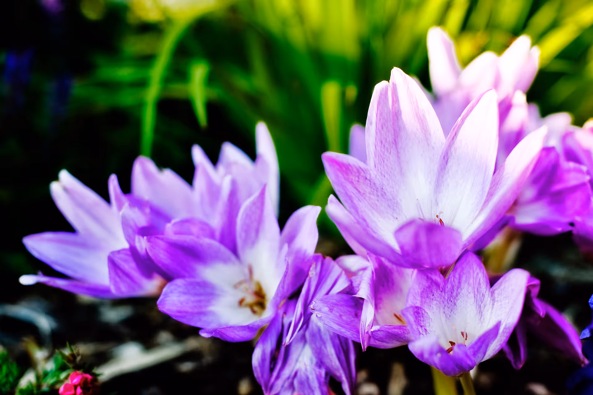 Close-up of vibrant purple and white flowers with green foliage in the background.