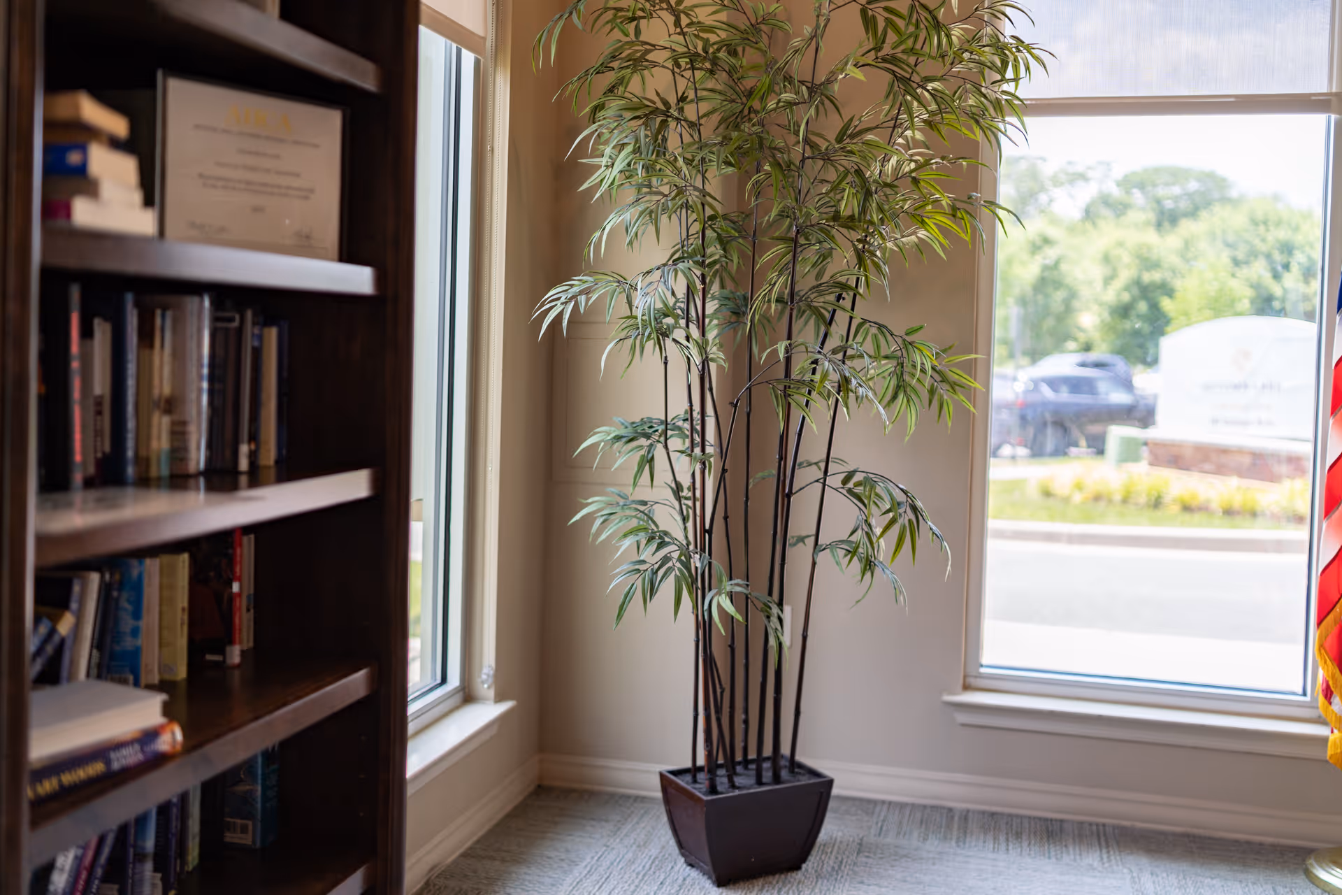 Tall potted bamboo plant by large windows with a bookshelf on the left and part of an American flag visible on the right.