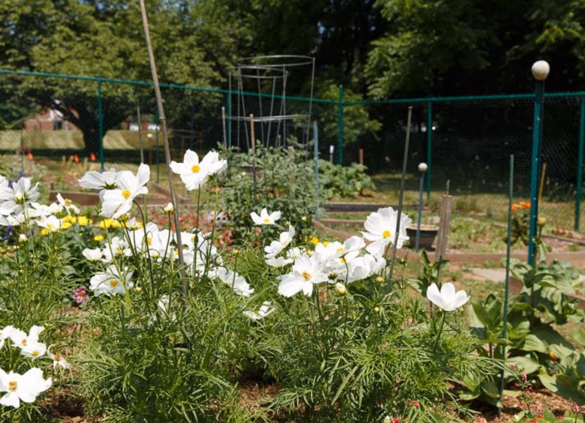 A garden area with white flowers in the foreground and various plants growing in raised beds surrounded by a green chain-link fence. Trees and a grassy area are visible in the background under a sunny sky.