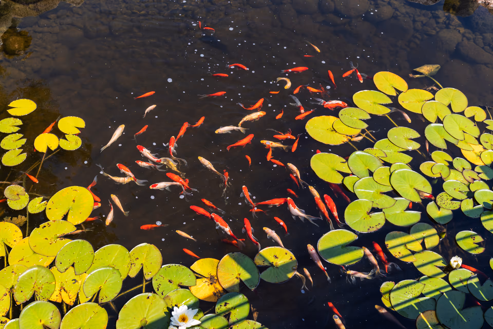 Top-down view of a pond with many orange and white koi fish swimming among green lily pads.
