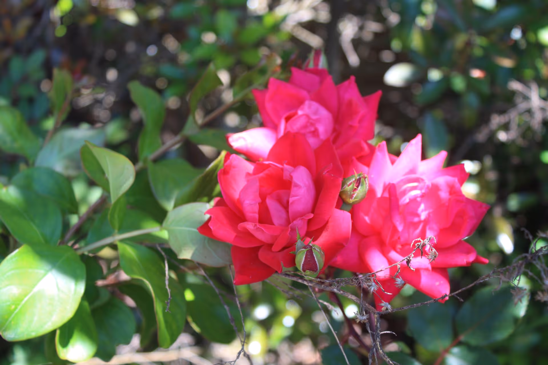 Close-up of vibrant pink roses blooming on a bush with green leaves and blurred natural background.