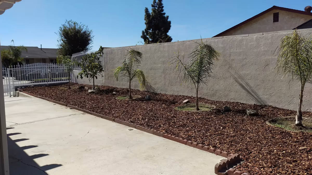 Outdoor garden area with a concrete walkway next to a mulched planting bed containing several small palm trees and other plants, bordered by a low brick edging and a tall textured wall in the background under a clear blue sky.