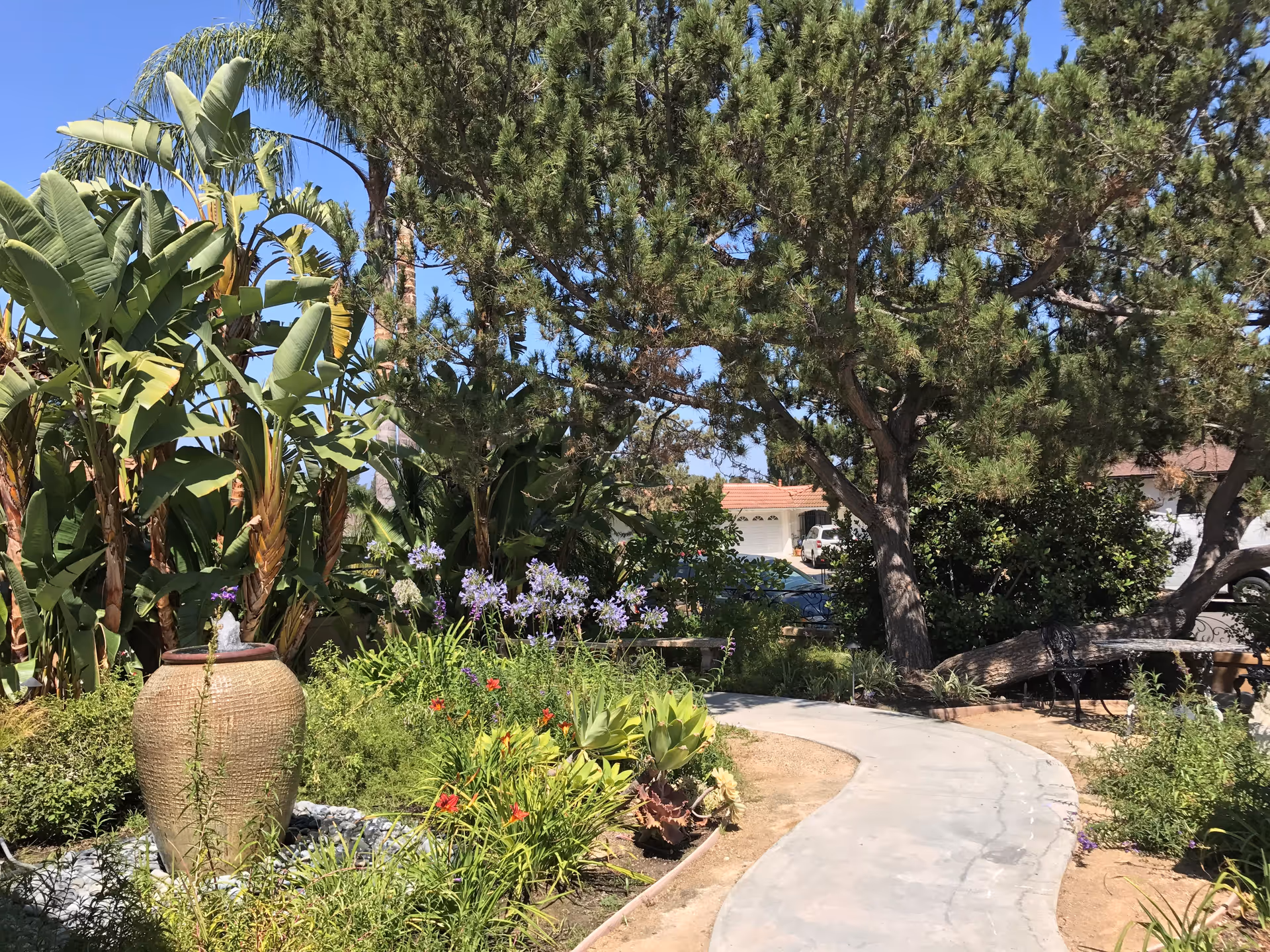 A winding concrete garden path with tropical plants, trees, and a large ceramic pot.