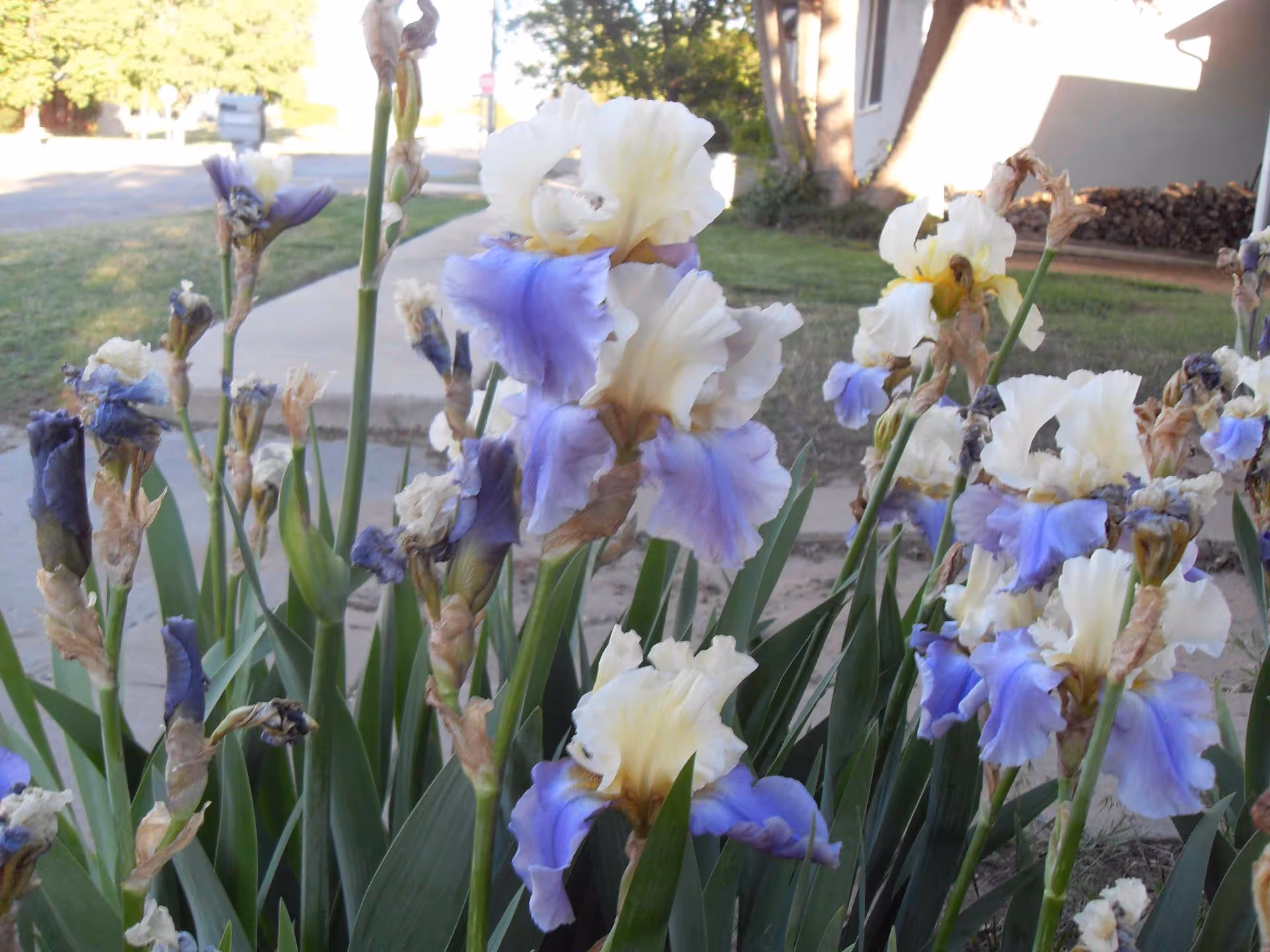 Close-up view of a cluster of blooming irises with pale yellow and light purple petals in a garden area near a sidewalk and a building.