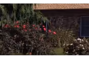 Shenandoah Senior Living Community exterior features a brick facade and flowering shrubs.