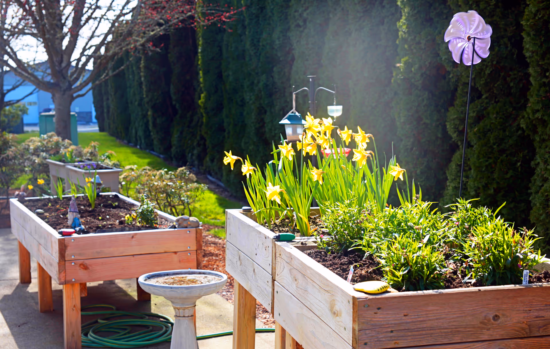 Raised wooden garden beds with blooming yellow daffodils and green plants, a birdbath, and a purple pinwheel in an outdoor garden area with a hedge and trees in the background.
