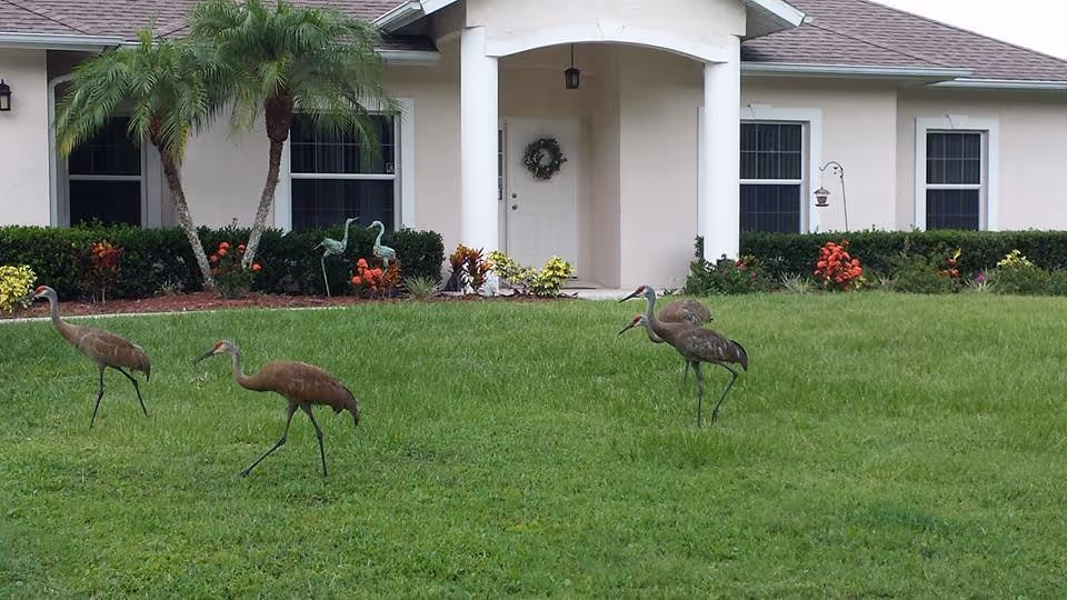 Front view of Lily's Promise Sarasota facility with a green lawn and flamingos