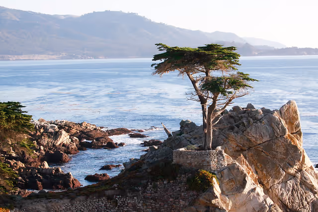 A lone tree growing on a rocky outcrop by the ocean with mountains in the background under a clear sky.