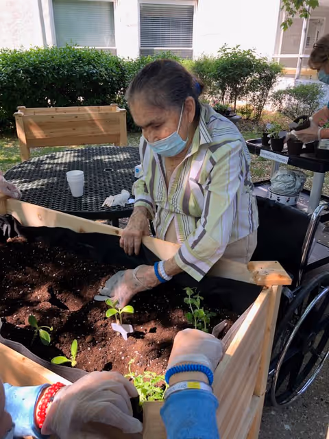 An elderly person wearing a face mask and gloves is planting seedlings in a raised garden bed outdoors. Another person, also wearing gloves, is assisting with the planting. They are surrounded by greenery and a building with windows in the background.