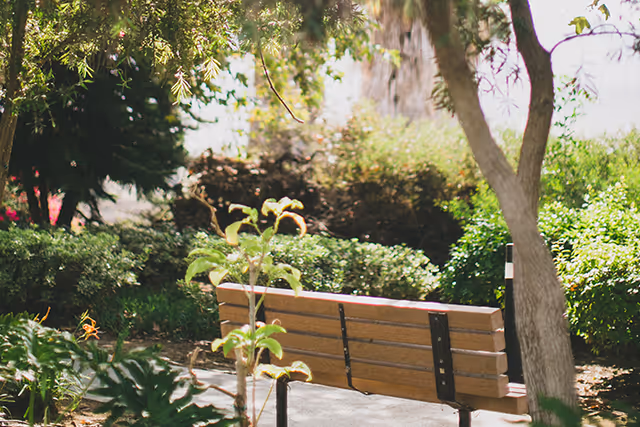 A wooden bench on a paved path surrounded by trees, shrubs, and garden greenery.