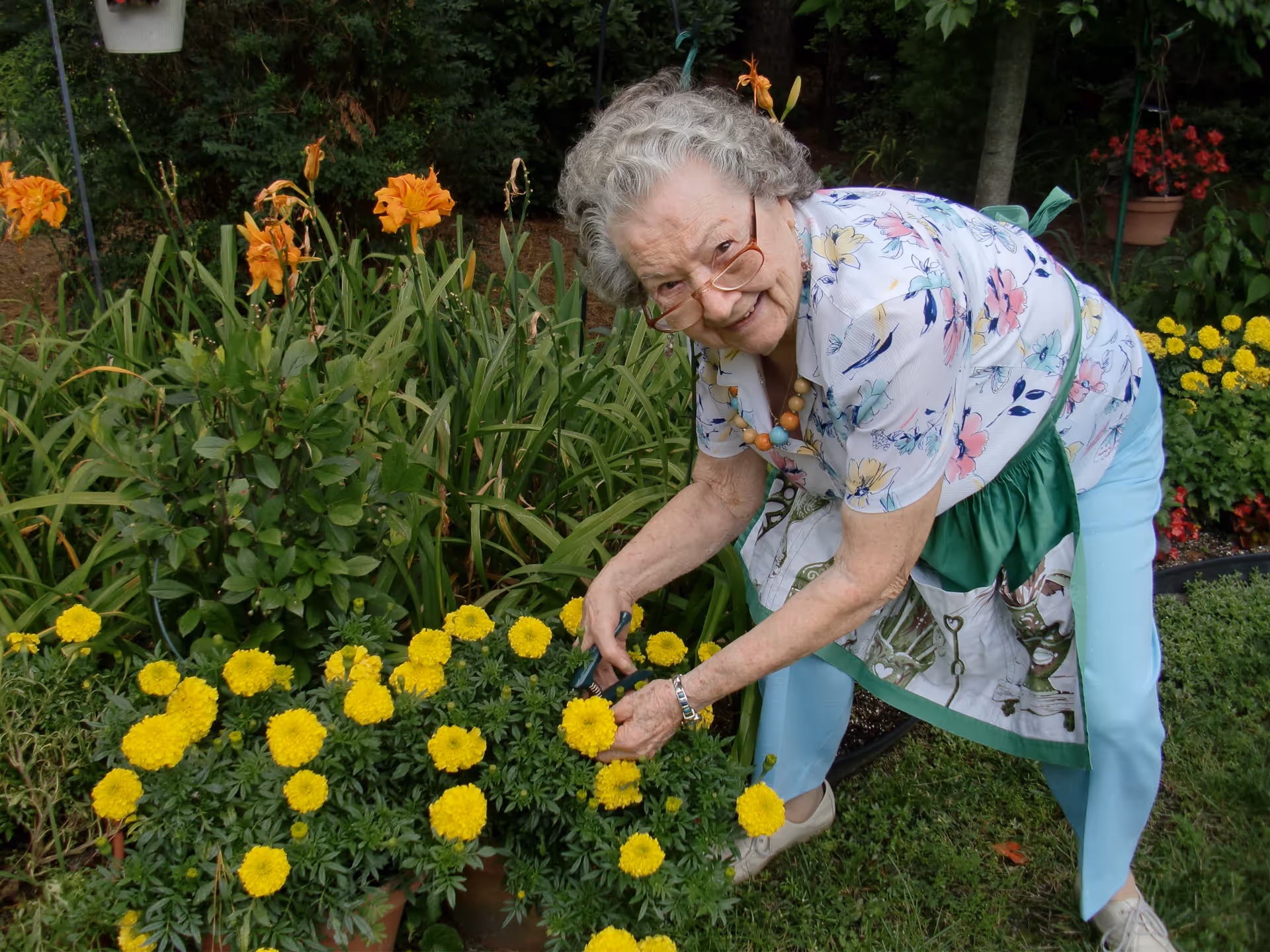 An elderly woman wearing glasses, a floral shirt, light blue pants, and an apron is bending over to tend to yellow flowers in a garden. She is smiling and surrounded by various green plants and flowers.