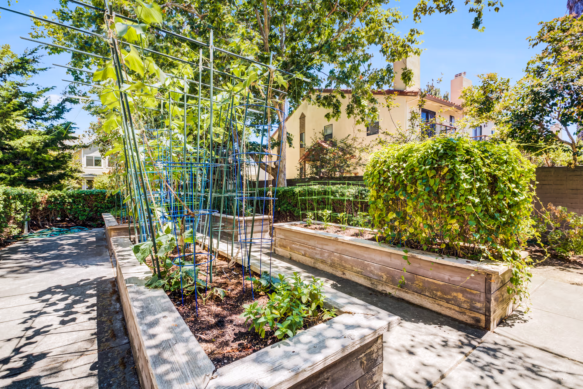 Outdoor garden area with raised wooden planter boxes containing various green plants and vines supported by metal cages, surrounded by trees and shrubs under a clear blue sky.