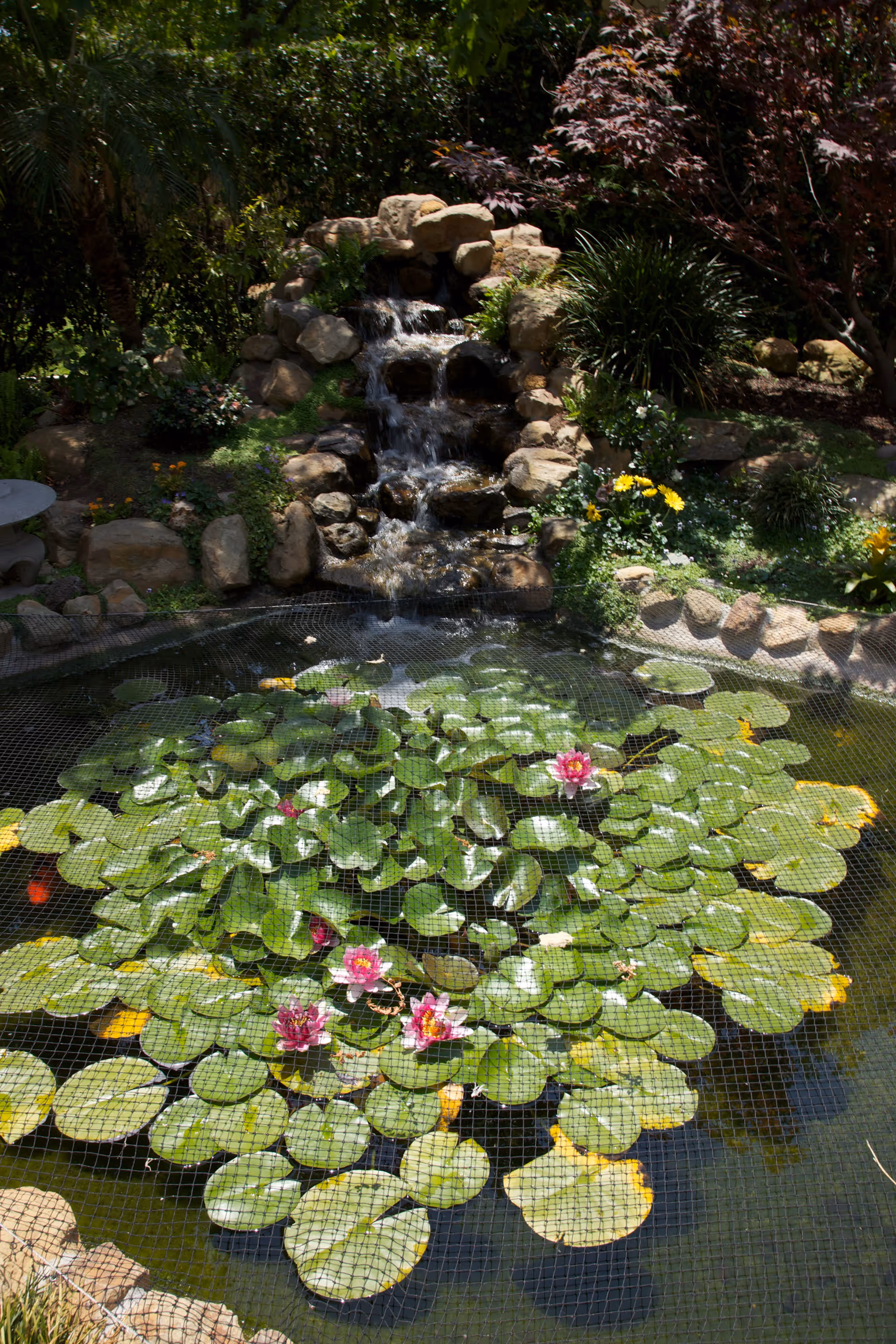 A serene garden pond with green lily pads and pink water lilies, covered by a protective net. Behind the pond is a small cascading waterfall made of rocks surrounded by lush greenery and flowering plants.