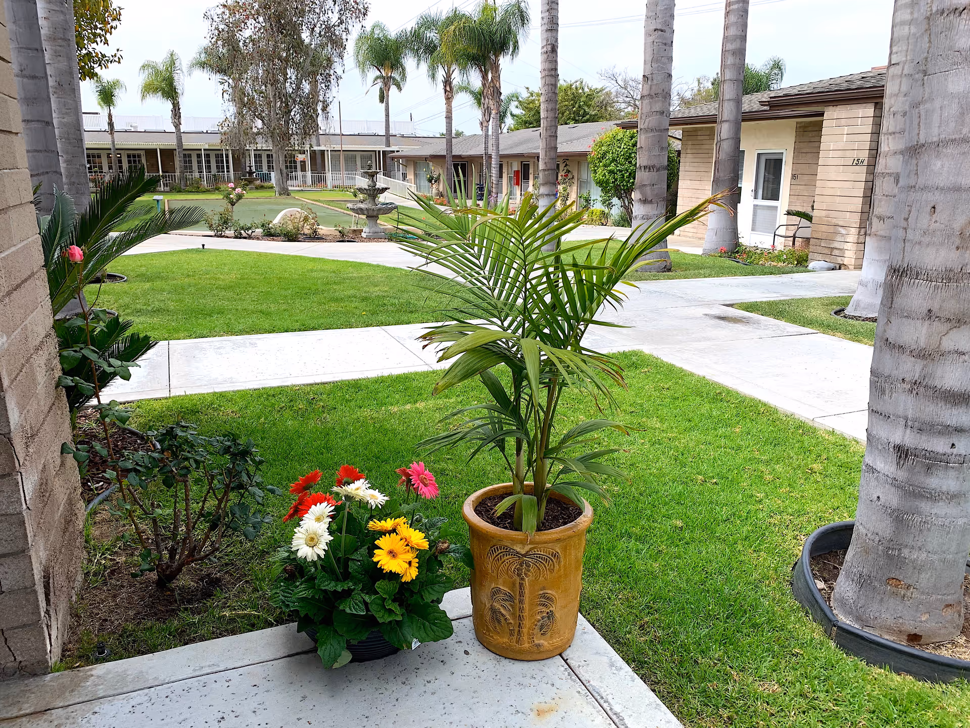 View of a courtyard area at Monte Vista Village with green grass, palm trees, a multi-tiered fountain in the center, and potted plants with colorful flowers in the foreground. Surrounding buildings with doors and windows are visible in the background.