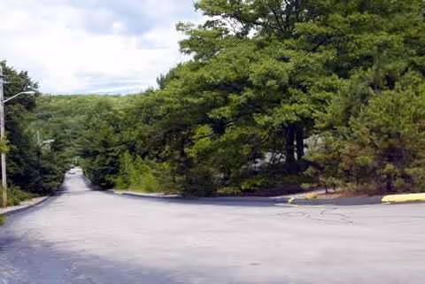 Tree-lined road and parking area bordered by dense green trees.