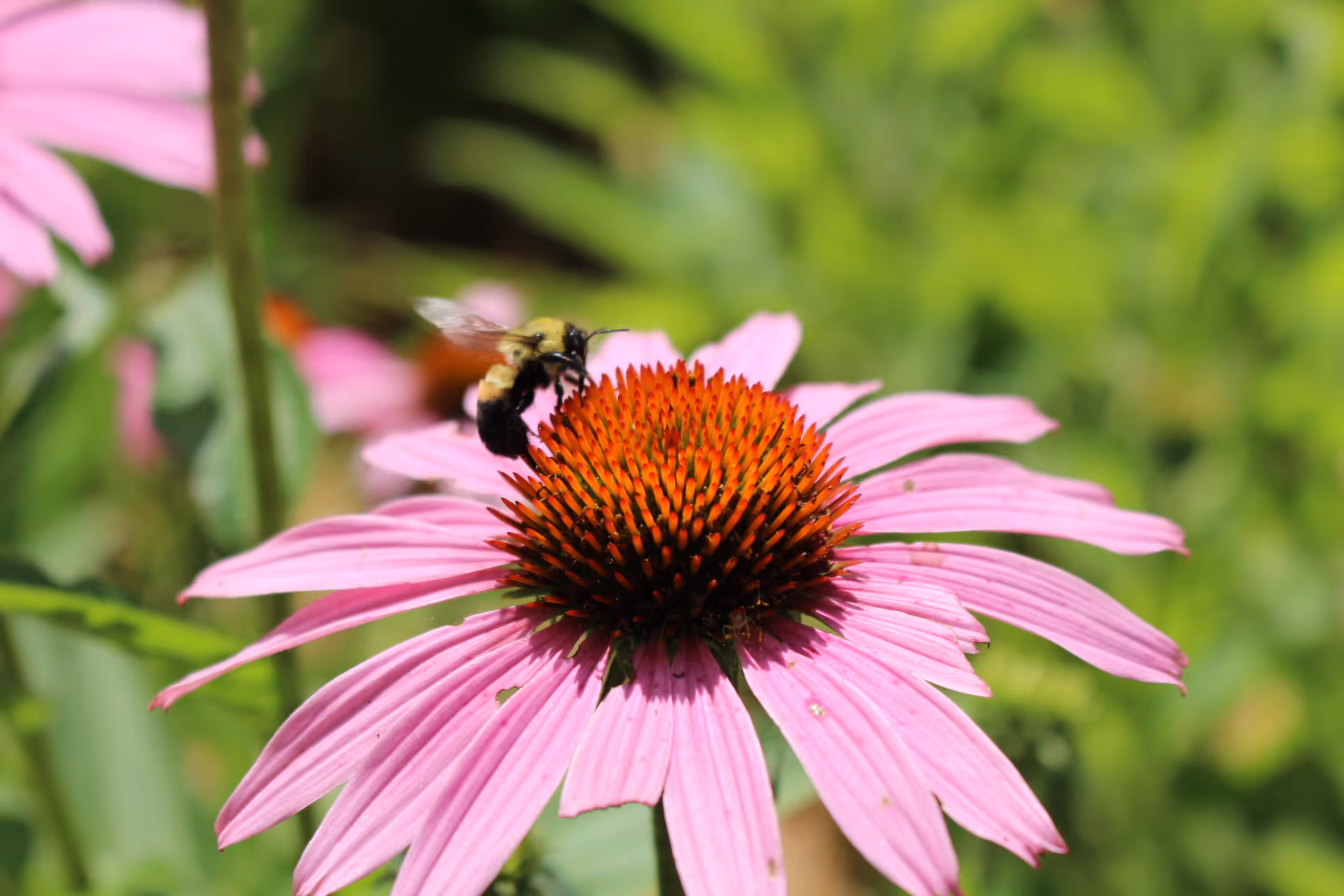 Close-up of a bee collecting nectar from a pink coneflower with a blurred green background.