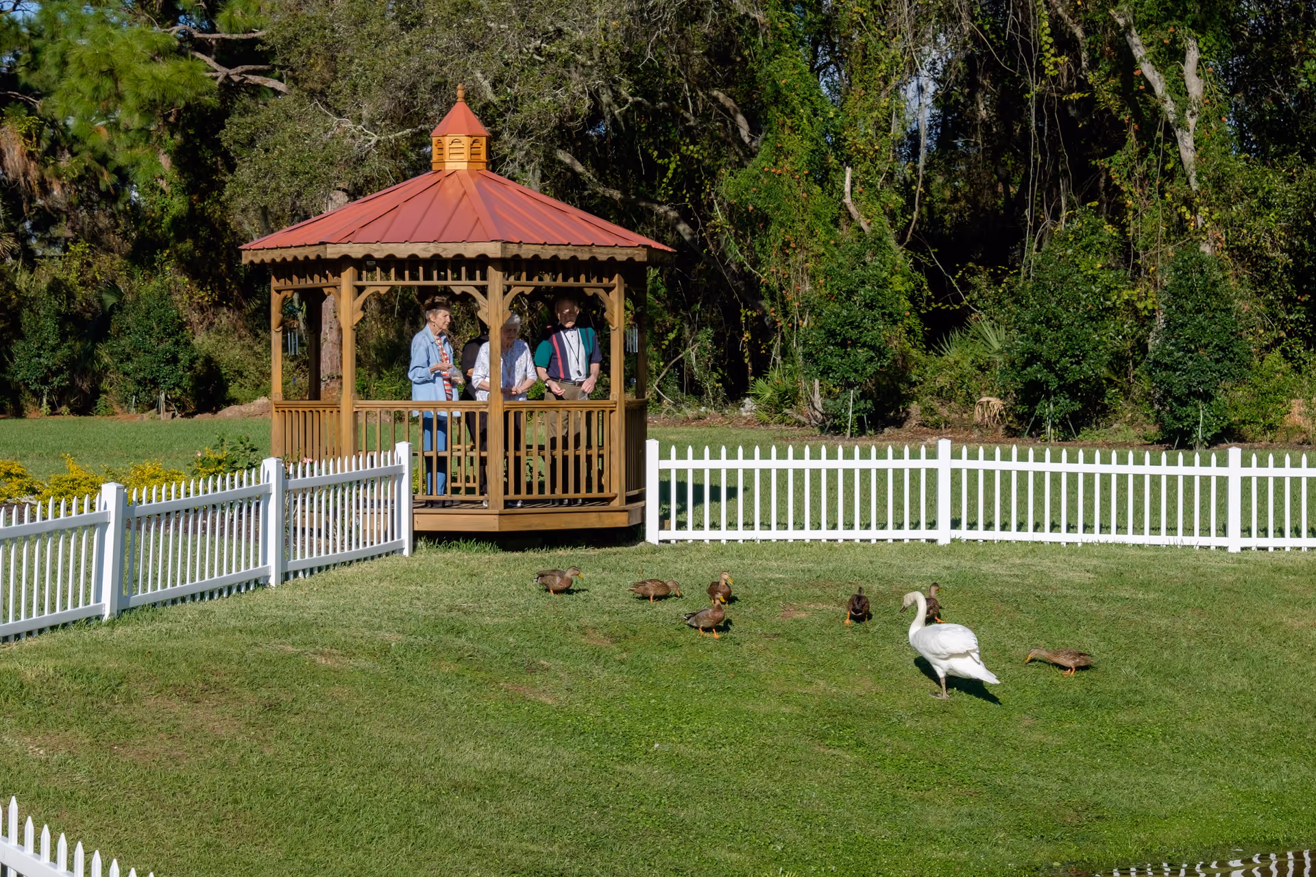 A wooden gazebo with a red roof in a grassy fenced area with several ducks and a white swan on the grass. Three elderly people are standing inside the gazebo, surrounded by trees and greenery.