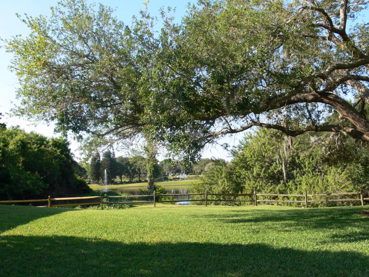 A peaceful outdoor scene featuring a large tree with sprawling branches over a well-maintained grassy area. In the background, there is a wooden fence, dense green foliage, and a small body of water with a fountain spraying water upwards.