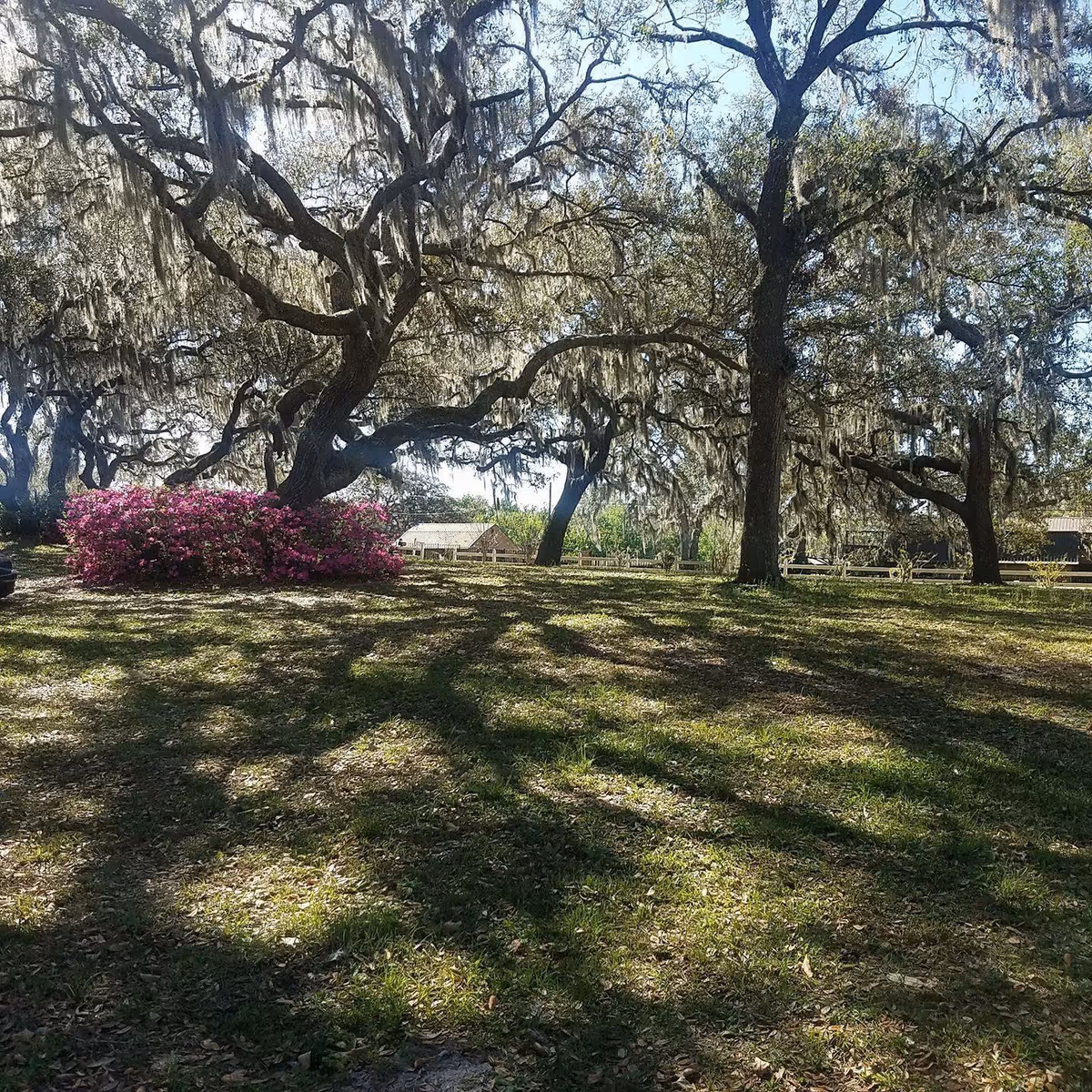 A grassy outdoor area with large oak trees draped in Spanish moss casting shadows on the ground. There is a cluster of bright pink flowering bushes on the left side and a small building or barn visible in the background under a clear blue sky.
