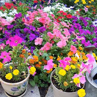 Bright potted flowers create a colorful outdoor display along a garden border.