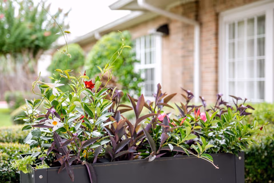 A close-up view of a planter box filled with various green plants and colorful flowers in front of a brick building with white-framed windows.