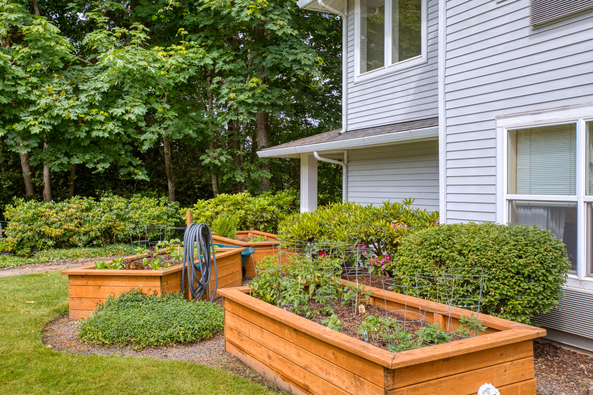 Raised wooden garden beds with various plants growing in them next to a gray house with white trim. There is a garden hose coiled on a holder attached to one of the beds. The background features green bushes and tall trees.