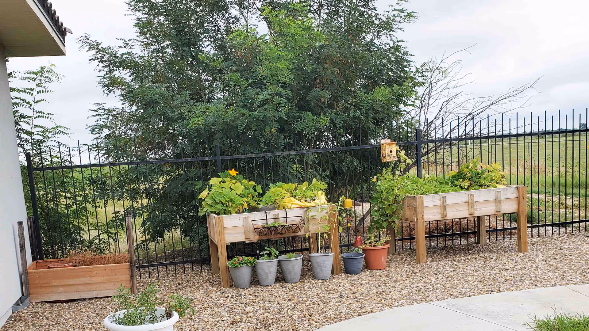 Raised wooden garden beds and potted plants on a gravel patio by a black metal fence and trees.