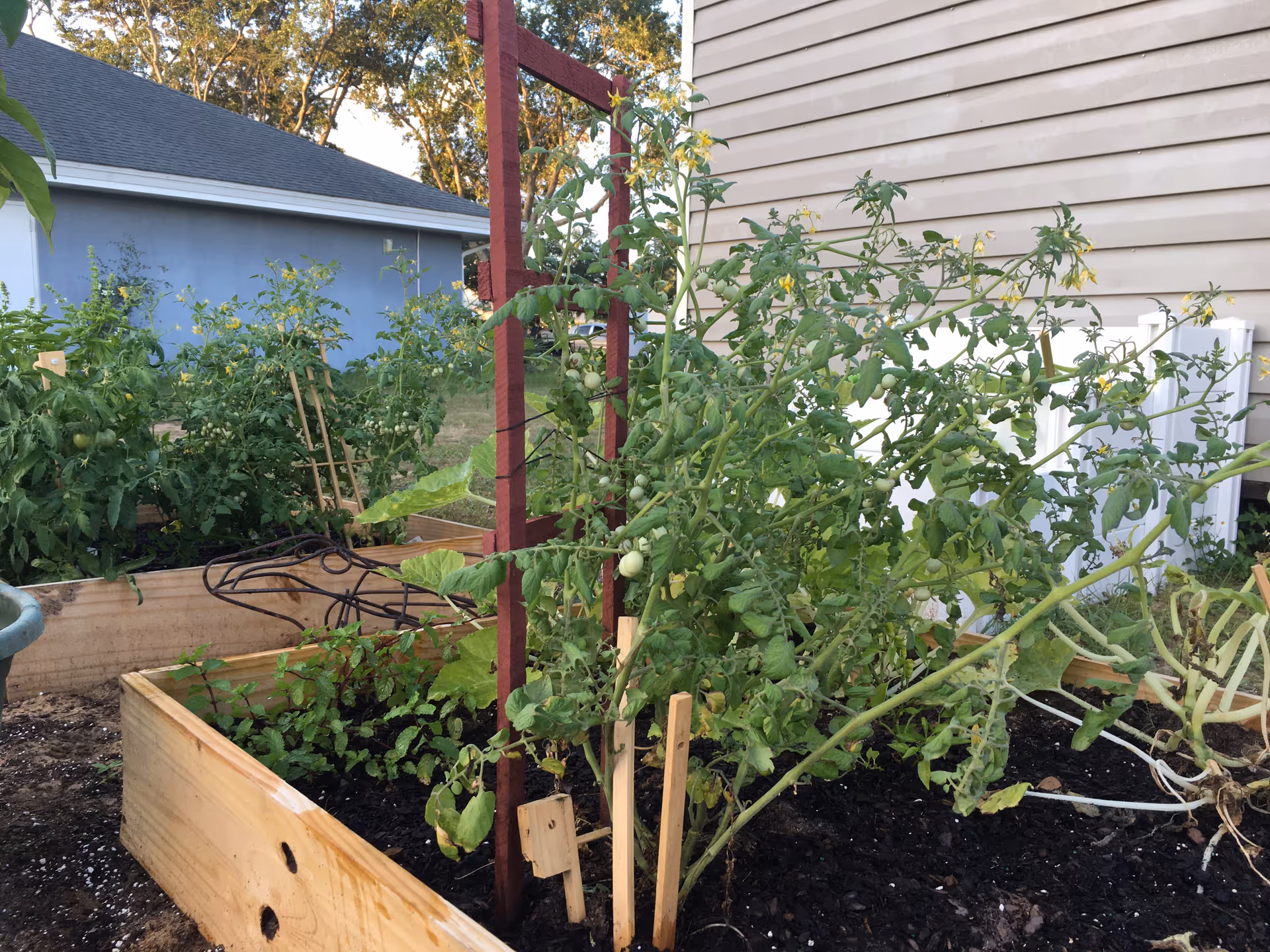 Raised wooden garden beds with various green plants and tomato vines growing, supported by wooden stakes and a red trellis, located outdoors near a beige building and a gray shed in the background.