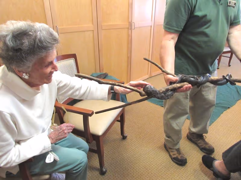 An elderly woman seated indoors is smiling and reaching out to touch a large black snake held on a branch by a standing man wearing a green shirt and beige pants. The setting appears to be a room with wooden cabinets and chairs.